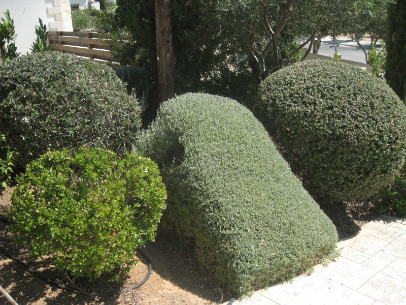 Green Forest - Cyprus' leading landscaping company - aromaticgardens 62 1
