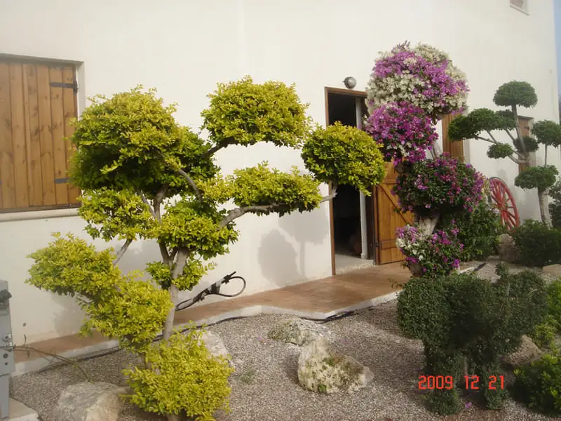 Green Forest - Cyprus' leading landscaping company - bonsaigardens 32