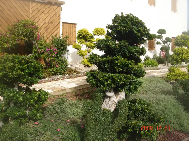 Green Forest - Cyprus' leading landscaping company - bonsaigardens 33 2
