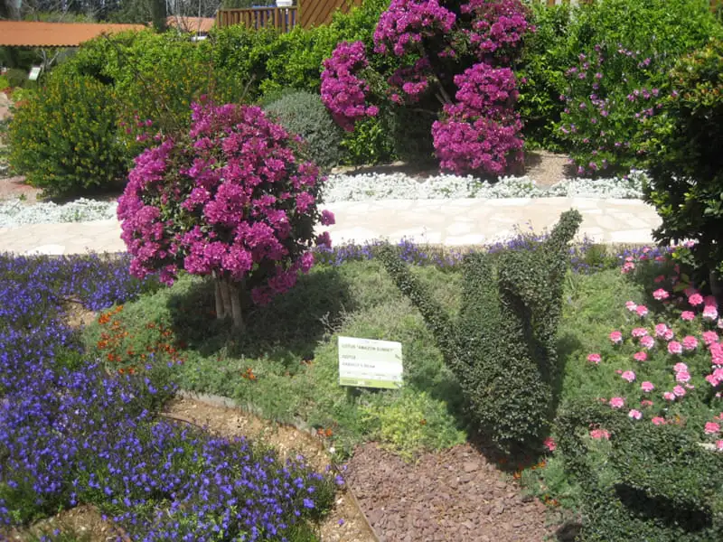Green Forest - Cyprus' leading landscaping company - bonsaistemstopiariesplants 54