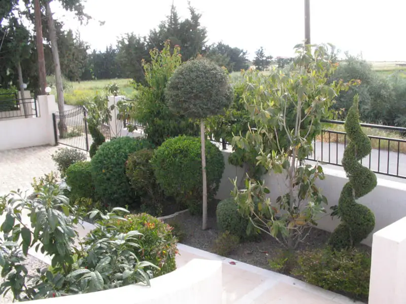 Green Forest - Cyprus' leading landscaping company - bonsaistemstopiariesplants 58