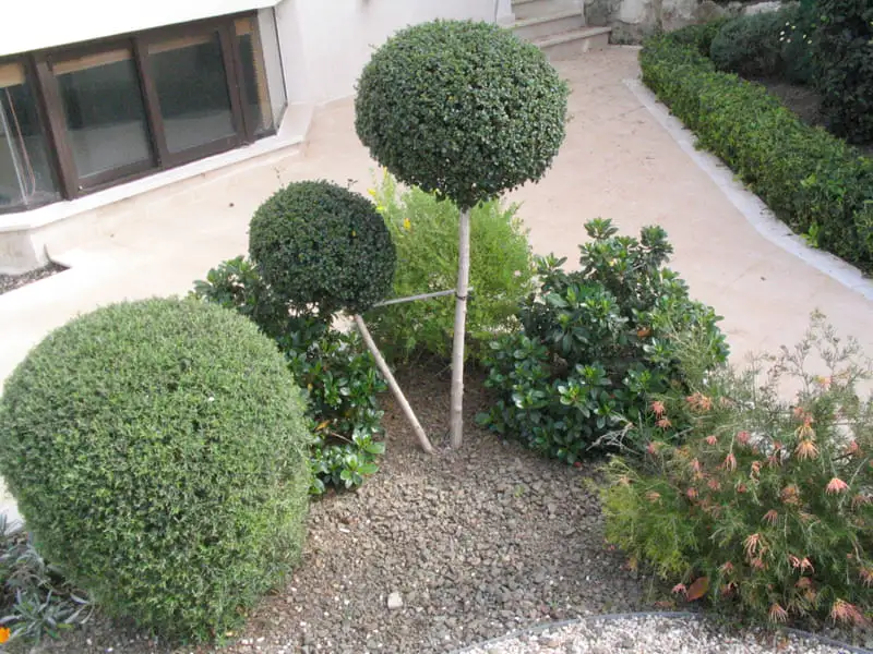 Green Forest - Cyprus' leading landscaping company - bonsaistemstopiariesplants 59 1