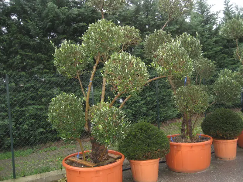 Green Forest - Cyprus' leading landscaping company - bonsaistemstopiariesplants 64