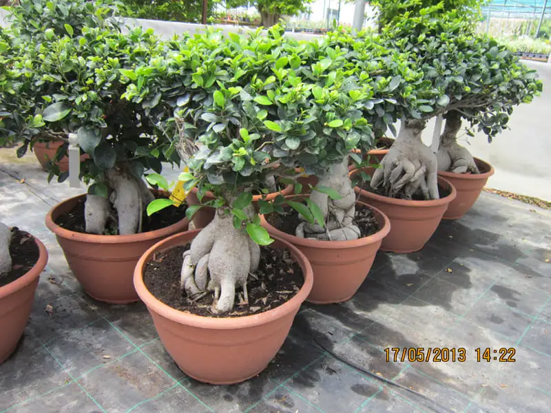 Green Forest - Cyprus' leading landscaping company - bonsaistemstopiariesplants 72 2