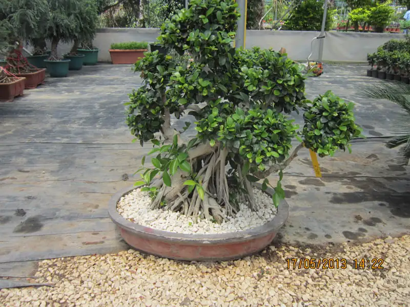 Green Forest - Cyprus' leading landscaping company - bonsaistemstopiariesplants 73 2