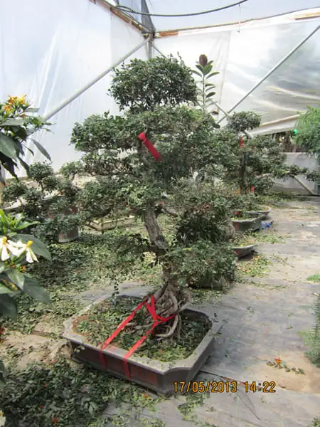 Green Forest - Cyprus' leading landscaping company - bonsaistemstopiariesplants 74