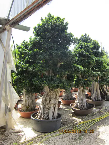 Green Forest - Cyprus' leading landscaping company - bonsaistemstopiariesplants 75
