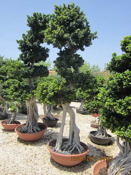 Green Forest - Cyprus' leading landscaping company - bonsaistemstopiariesplants 77