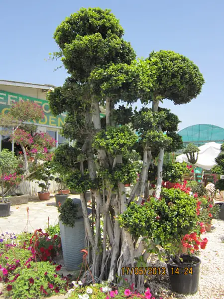 Green Forest - Cyprus' leading landscaping company - bonsaistemstopiariesplants 81 2