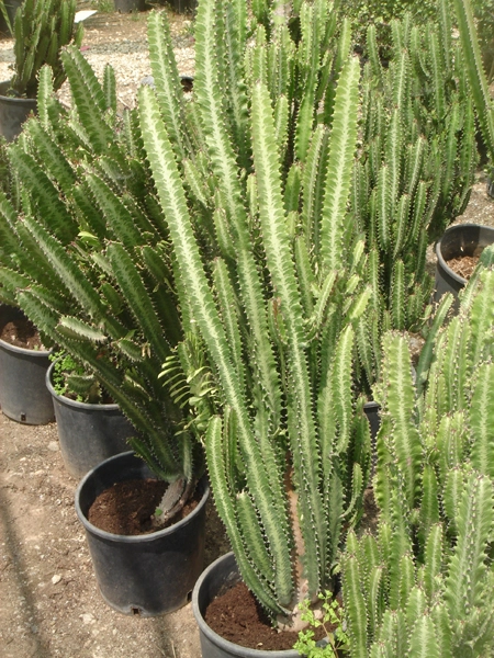Green Forest - Cyprus' leading landscaping company - cactussucculentsplants 31 1