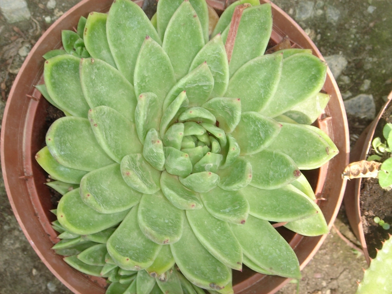 Green Forest - Cyprus' leading landscaping company - cactussucculentsplants 33 1