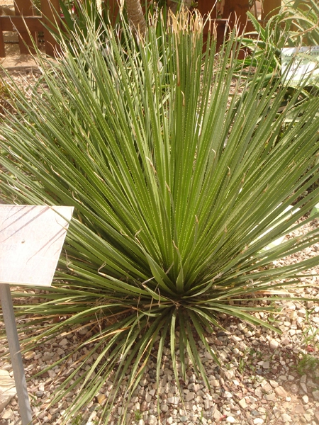 Green Forest - Cyprus' leading landscaping company - cactussucculentsplants 34 2