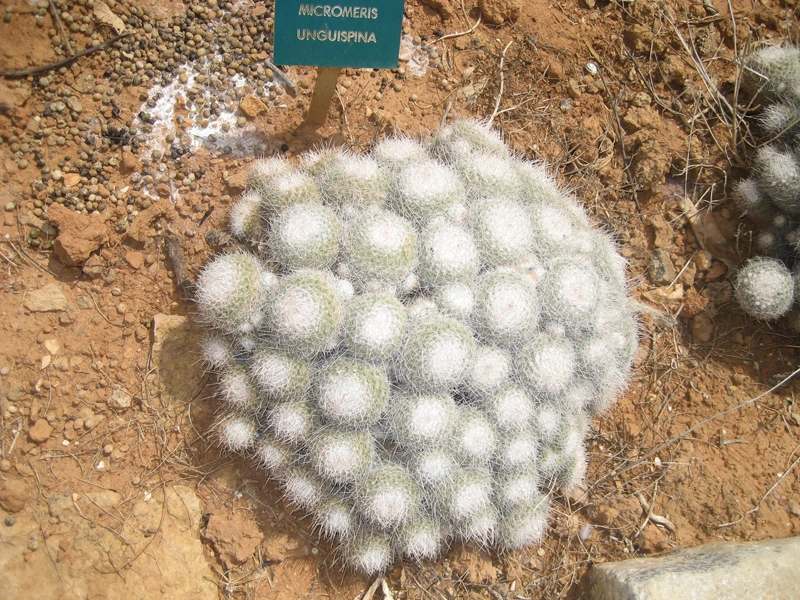 Green Forest - Cyprus' leading landscaping company - cactussucculentsplants 52