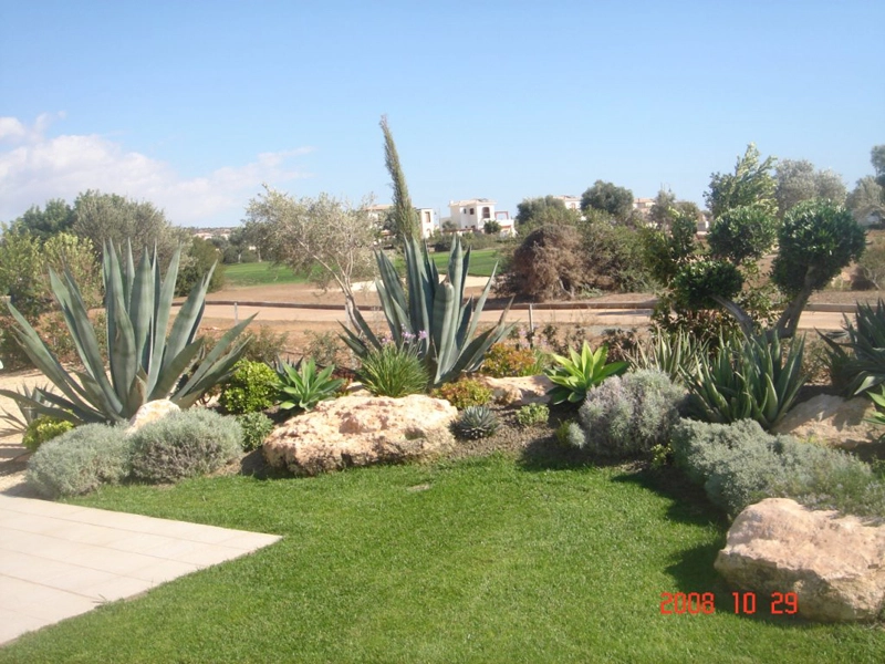 Green Forest - Cyprus' leading landscaping company - cactussucculentsplants 57 2