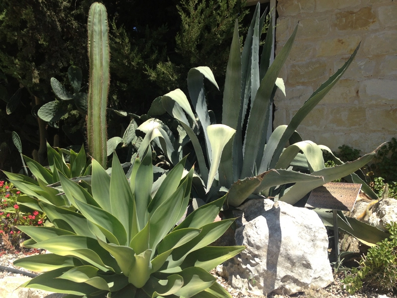 Green Forest - Cyprus' leading landscaping company - cactussucculentsplants 62 1