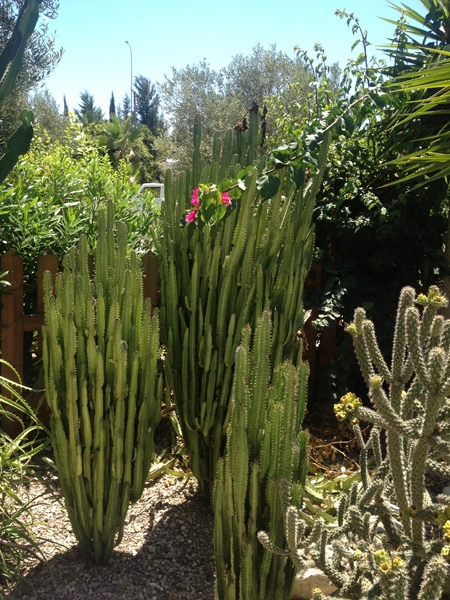 Green Forest - Cyprus' leading landscaping company - cactussucculentsplants 63