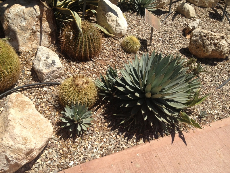Green Forest - Cyprus' leading landscaping company - cactussucculentsplants 67