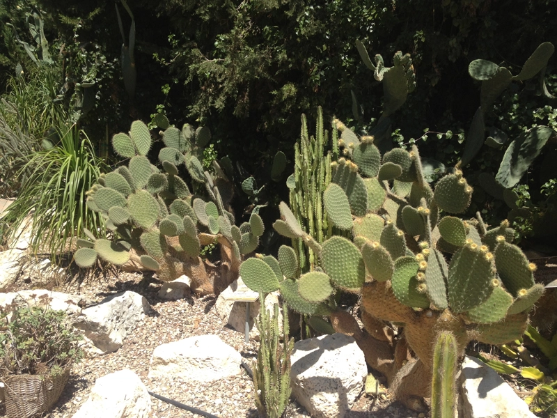 Green Forest - Cyprus' leading landscaping company - cactussucculentsplants 69