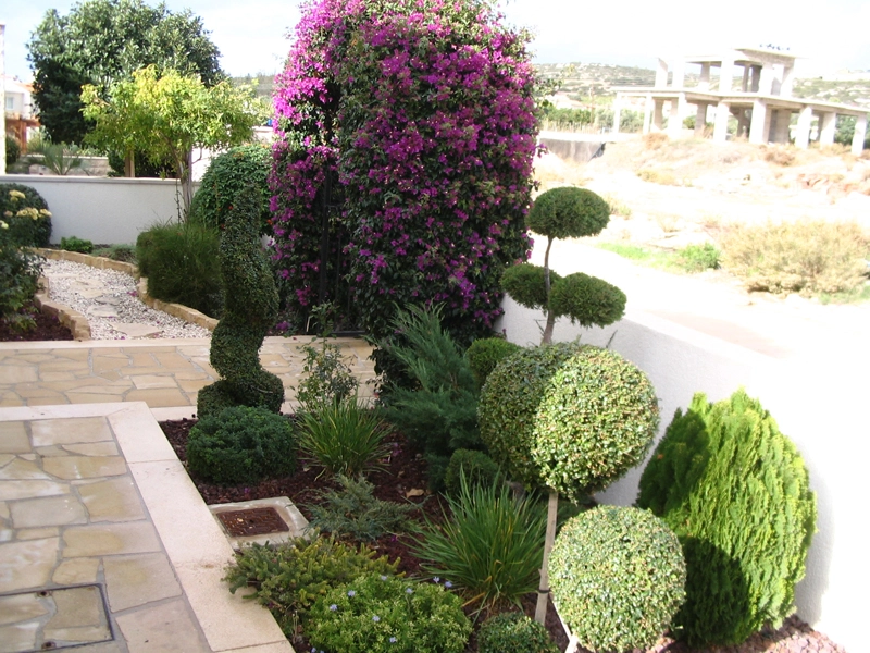Green Forest - Cyprus' leading landscaping company - climbingplants 26