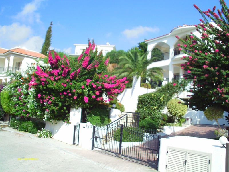 Green Forest - Cyprus' leading landscaping company - climbingplants 4