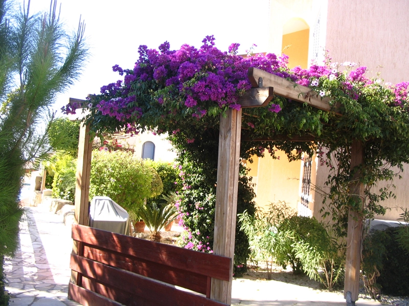Green Forest - Cyprus' leading landscaping company - climbingplants 7
