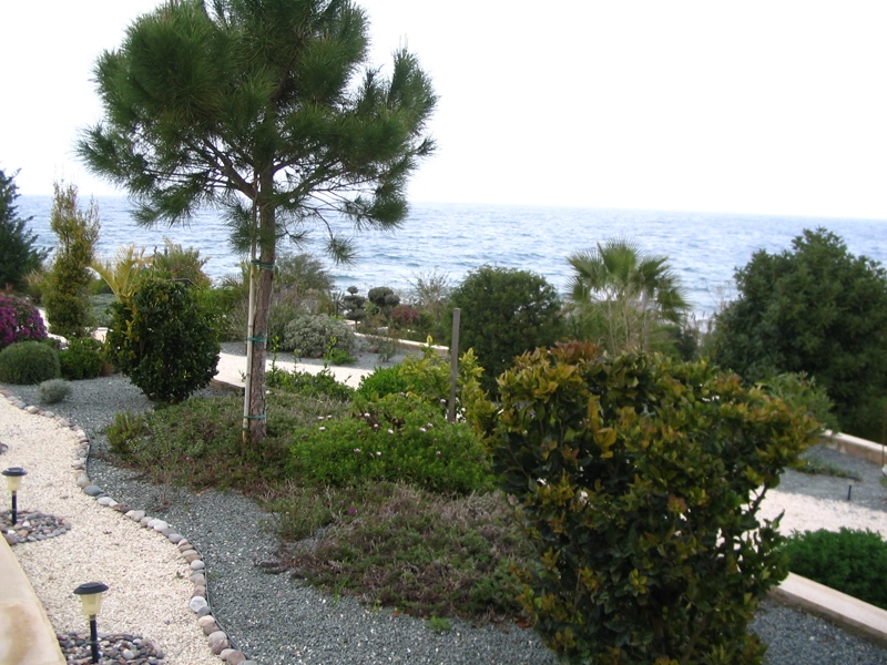 Green Forest - Cyprus' leading landscaping company - coniferplants 46