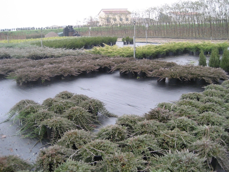 Green Forest - Cyprus' leading landscaping company - coniferplants 55