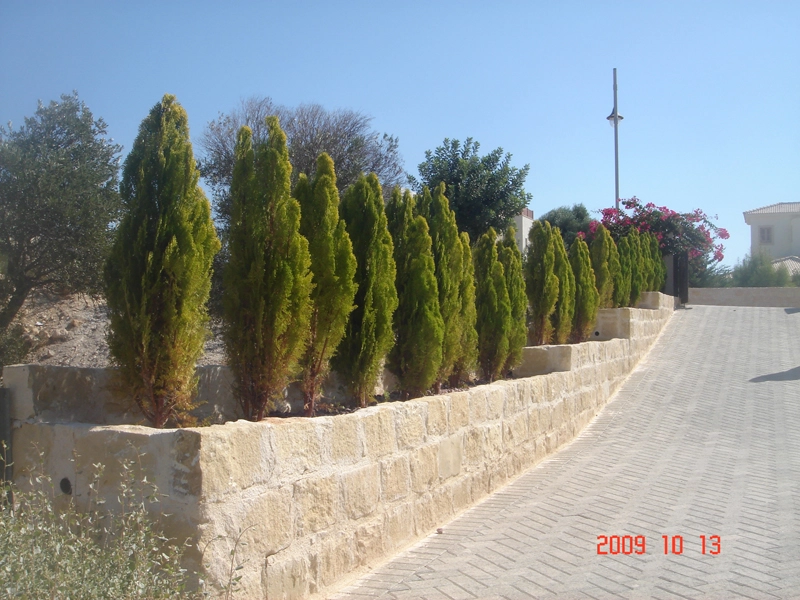 Green Forest - Cyprus' leading landscaping company - coniferplants 58 1