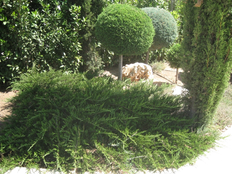 Green Forest - Cyprus' leading landscaping company - coniferplants 63 2