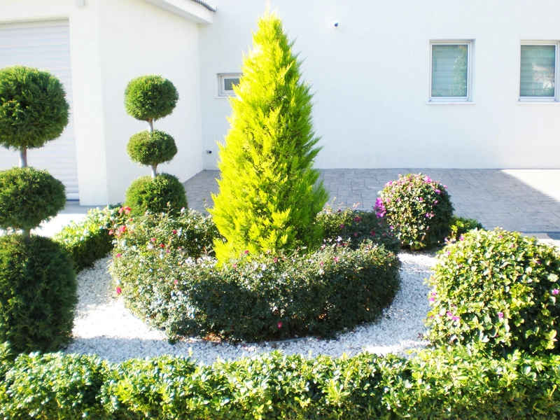 Green Forest - Cyprus' leading landscaping company - coniferplants 71 2