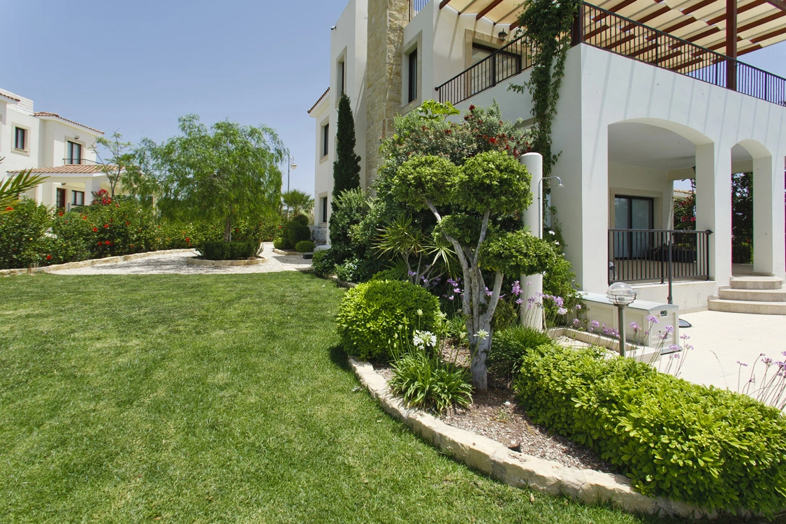 Green Forest - Cyprus' leading landscaping company - ficusplants 16 2