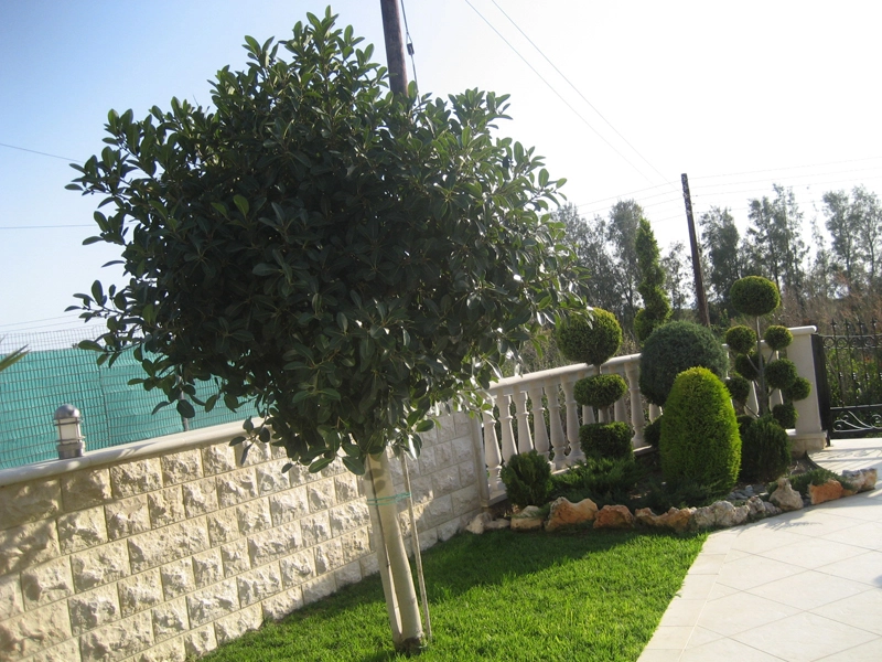 Green Forest - Cyprus' leading landscaping company - ficusplants 2