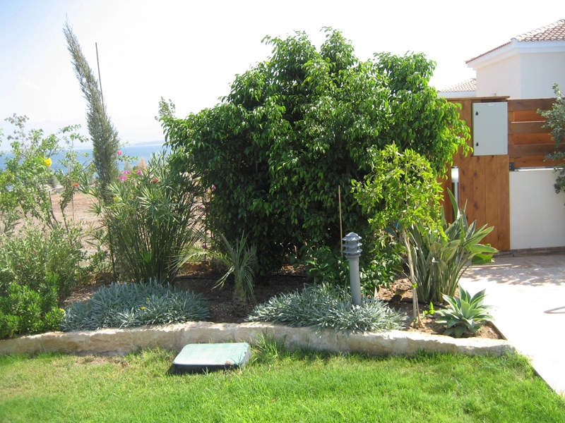 Green Forest - Cyprus' leading landscaping company - ficusplants 25