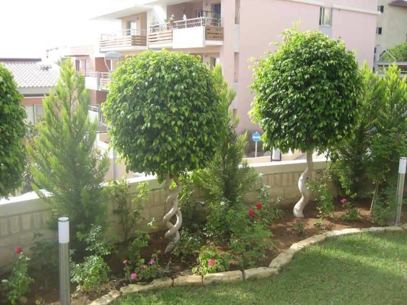 Green Forest - Cyprus' leading landscaping company - ficusplants 27