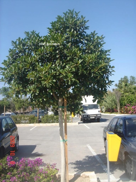 Green Forest - Cyprus' leading landscaping company - ficusplants 31 1