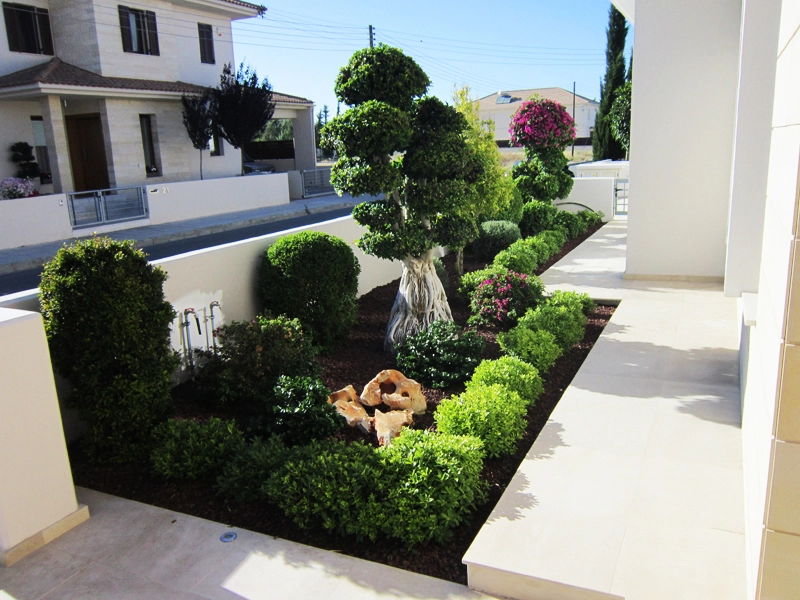 Green Forest - Cyprus' leading landscaping company - ficusplants 32