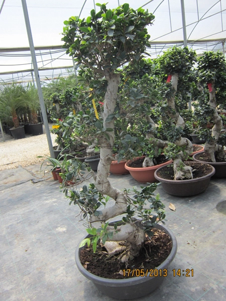 Green Forest - Cyprus' leading landscaping company - ficusplants 33 2