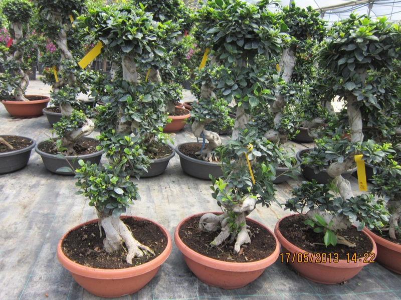 Green Forest - Cyprus' leading landscaping company - ficusplants 35 1