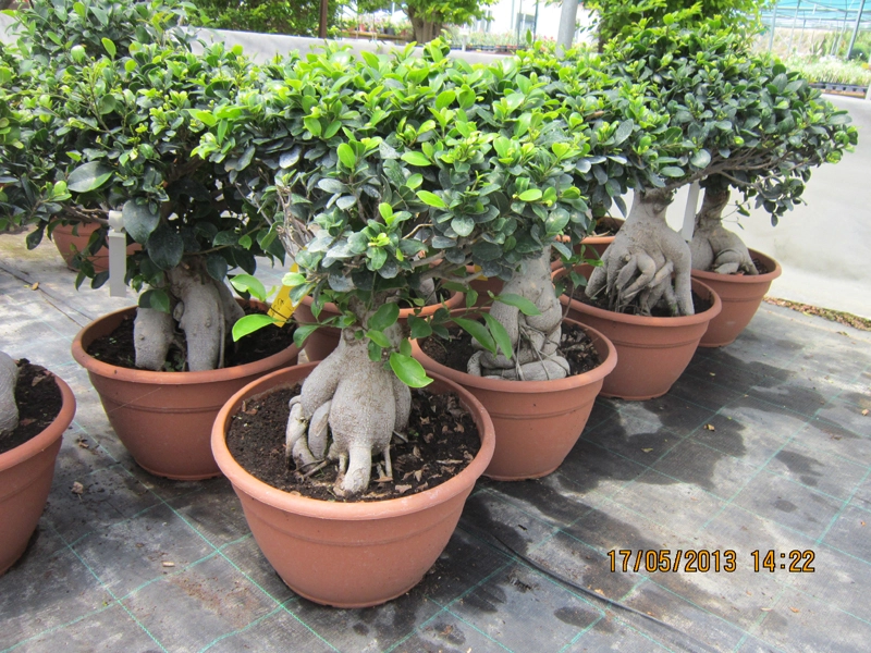 Green Forest - Cyprus' leading landscaping company - ficusplants 36 2
