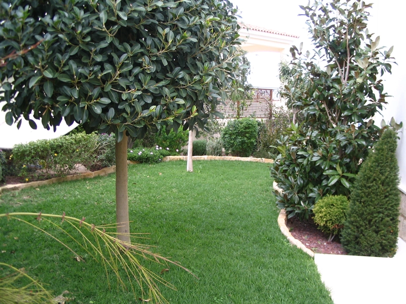 Green Forest - Cyprus' leading landscaping company - ficusplants 4 2