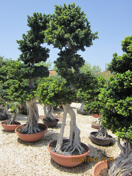 Green Forest - Cyprus' leading landscaping company - ficusplants 43