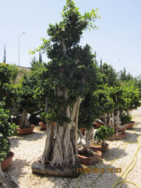 Green Forest - Cyprus' leading landscaping company - ficusplants 44 2