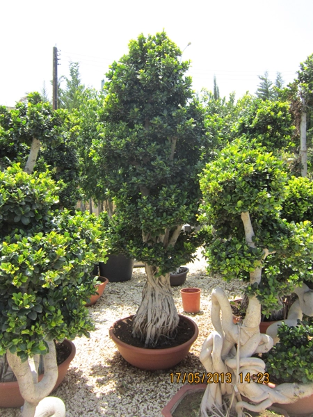 Green Forest - Cyprus' leading landscaping company - ficusplants 45 2