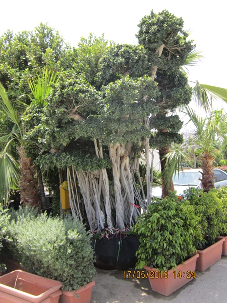 Green Forest - Cyprus' leading landscaping company - ficusplants 46