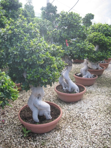 Green Forest - Cyprus' leading landscaping company - ficusplants 49 2