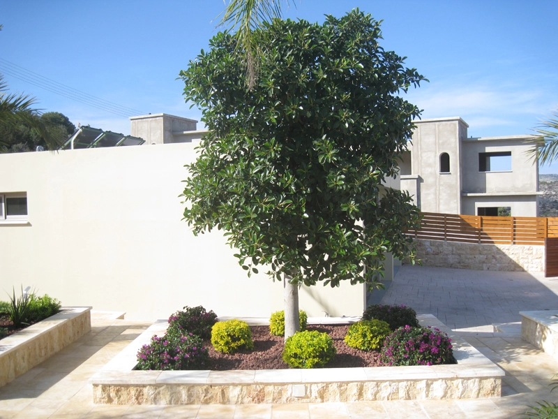 Green Forest - Cyprus' leading landscaping company - ficusplants 52 2