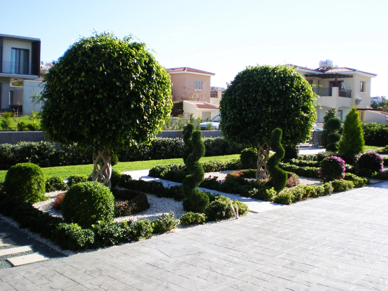 Green Forest - Cyprus' leading landscaping company - ficusplants 53