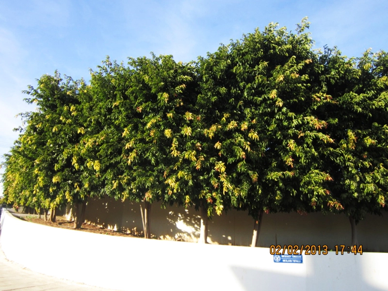 Green Forest - Cyprus' leading landscaping company - ficusplants 7 2