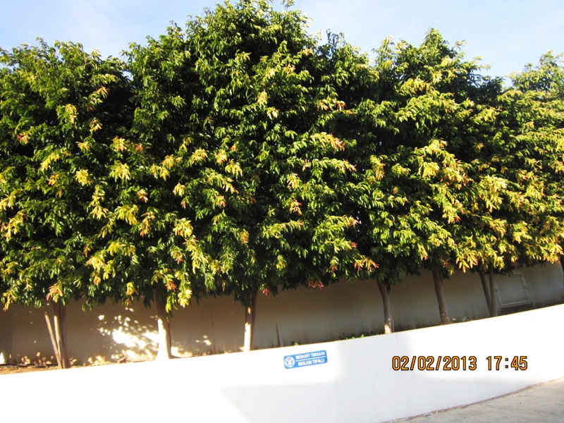 Green Forest - Cyprus' leading landscaping company - ficusplants 8 2