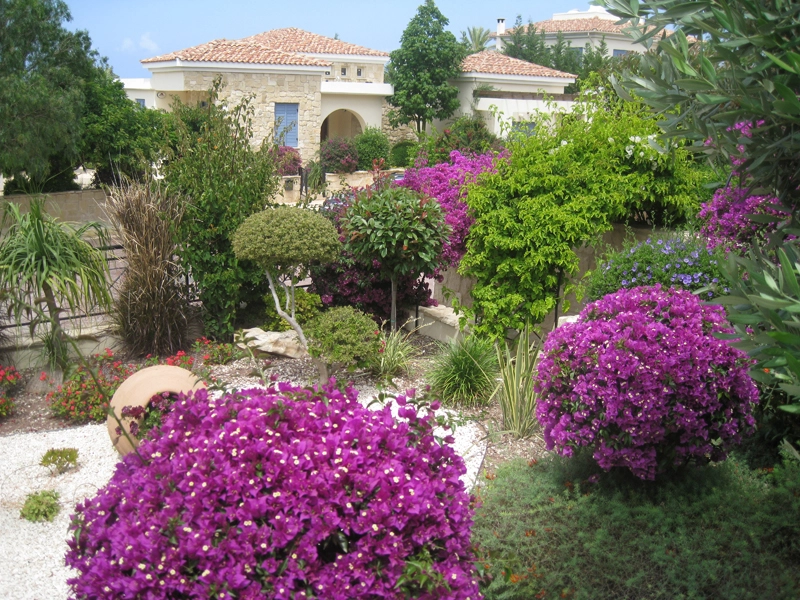 Green Forest - Cyprus' leading landscaping company - flowerbushesplants 13 1